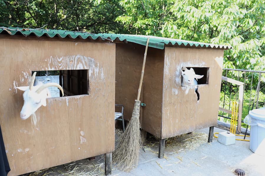 弘峰寺のヤギ小屋